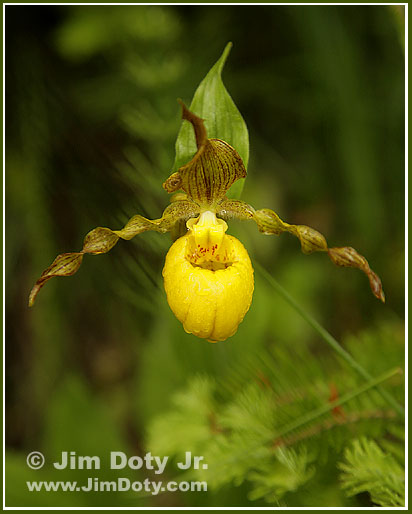 Yelow Lady's Slipper. Photo copyright Jim Doty Jr.