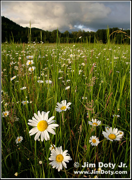 Daisies near Mt. Rainier. Photo copyright Jim Doty Jr.