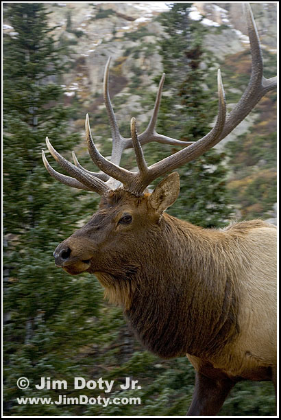 Elk, RMNP. Photo copyright Jim doty Jr.