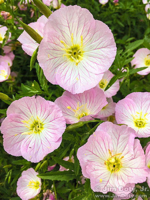 Showy Evening Primrose, Hilliard Ohio. May 31, 2016.