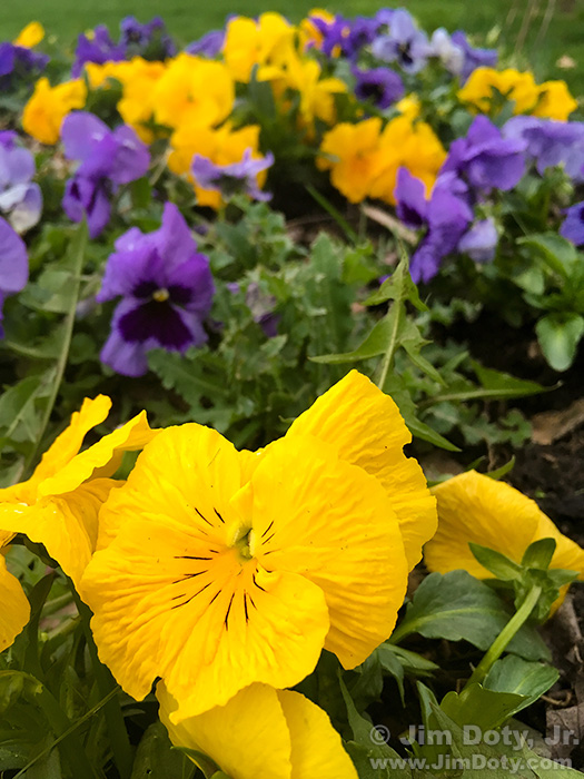 Pansies, Columbus Ohio.