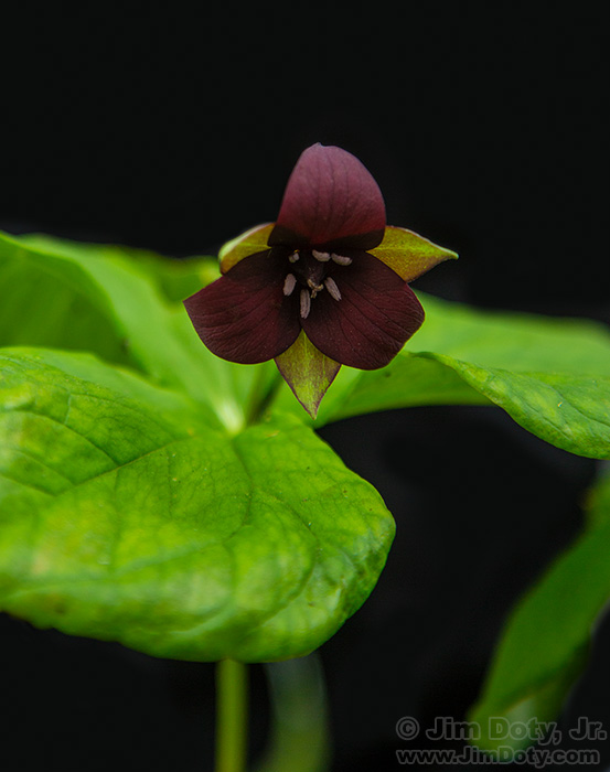 Red Trillium, Lamoni Iowa