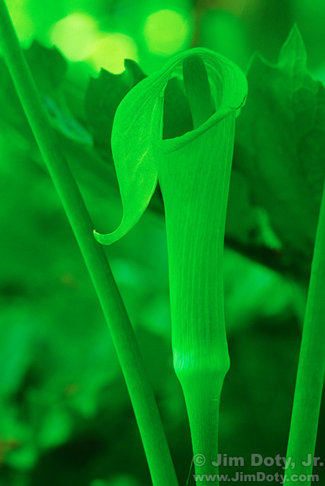 Jack in the Pulpit, Michigan