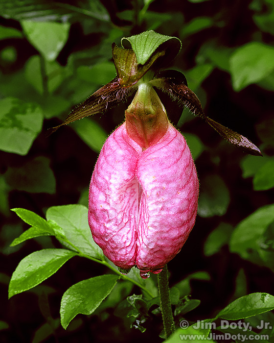 Pink Ladyslipper Orchid, Bishop's Bog, Portage, Michigan, May 31, 1999. Fujichrome Velvia.