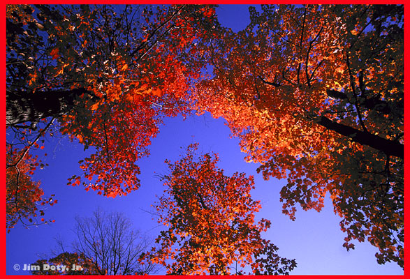 Fall MAple LEaves, Michigan's U.P. Photo copyright Jim Doty Jr.